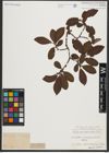 Foto von Salix appendiculata Vill.